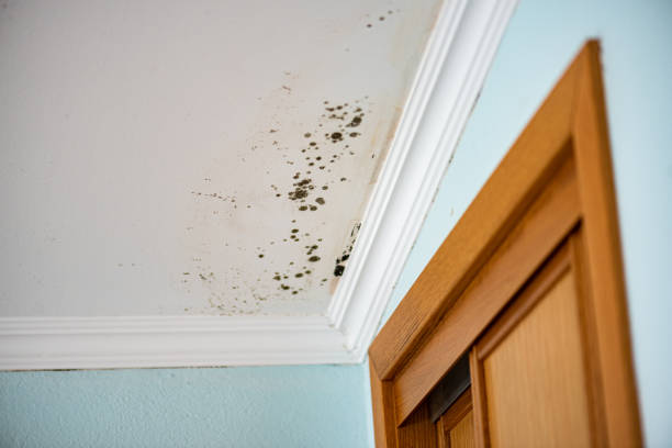Best Mold Removal Process  in West Freehold, NJ