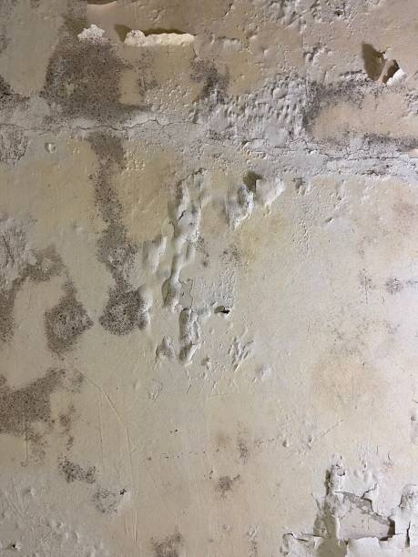 Best Mold Cleaning Services  in West Freehold, NJ
