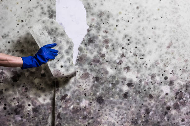 Best Mold Removal Company Near Me  in West Freehold, NJ