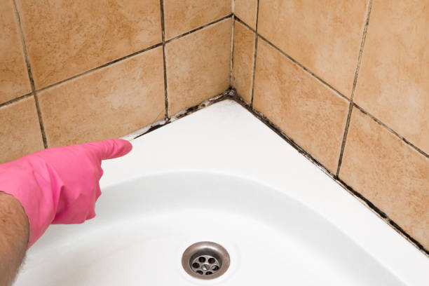 Best Black Mold Removal  in West Freehold, NJ